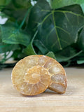 Ammonite Shell