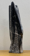 Orthoceras Fossilized Free Form