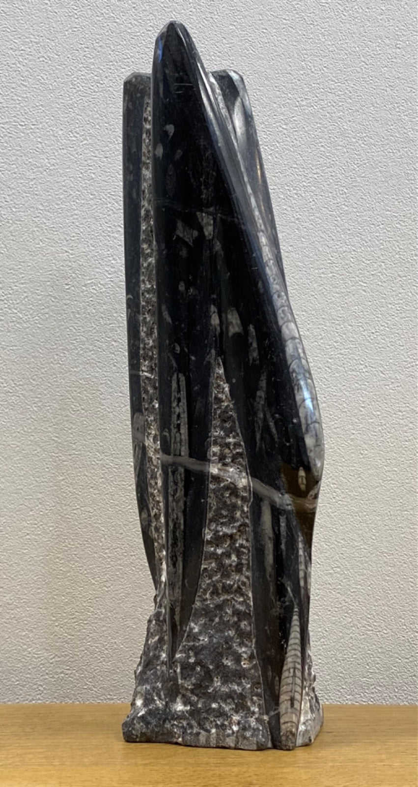 Orthoceras Fossilized Free Form