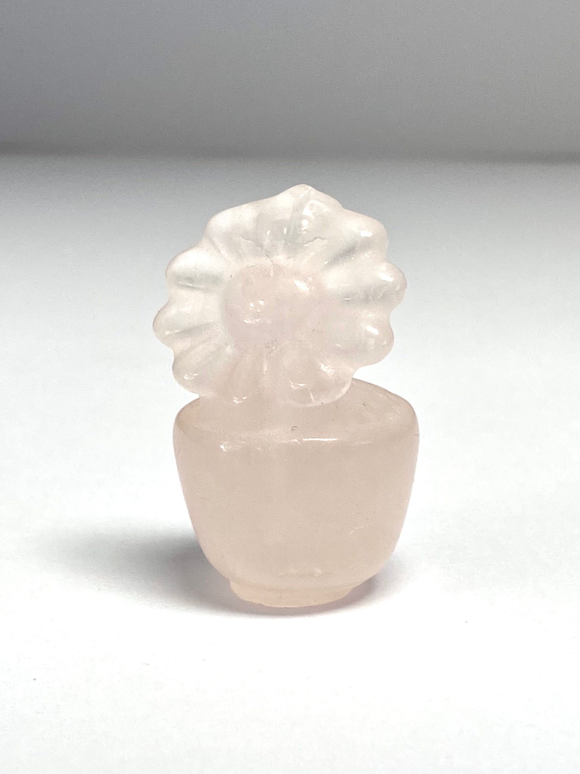 Rose Q Flower in pot