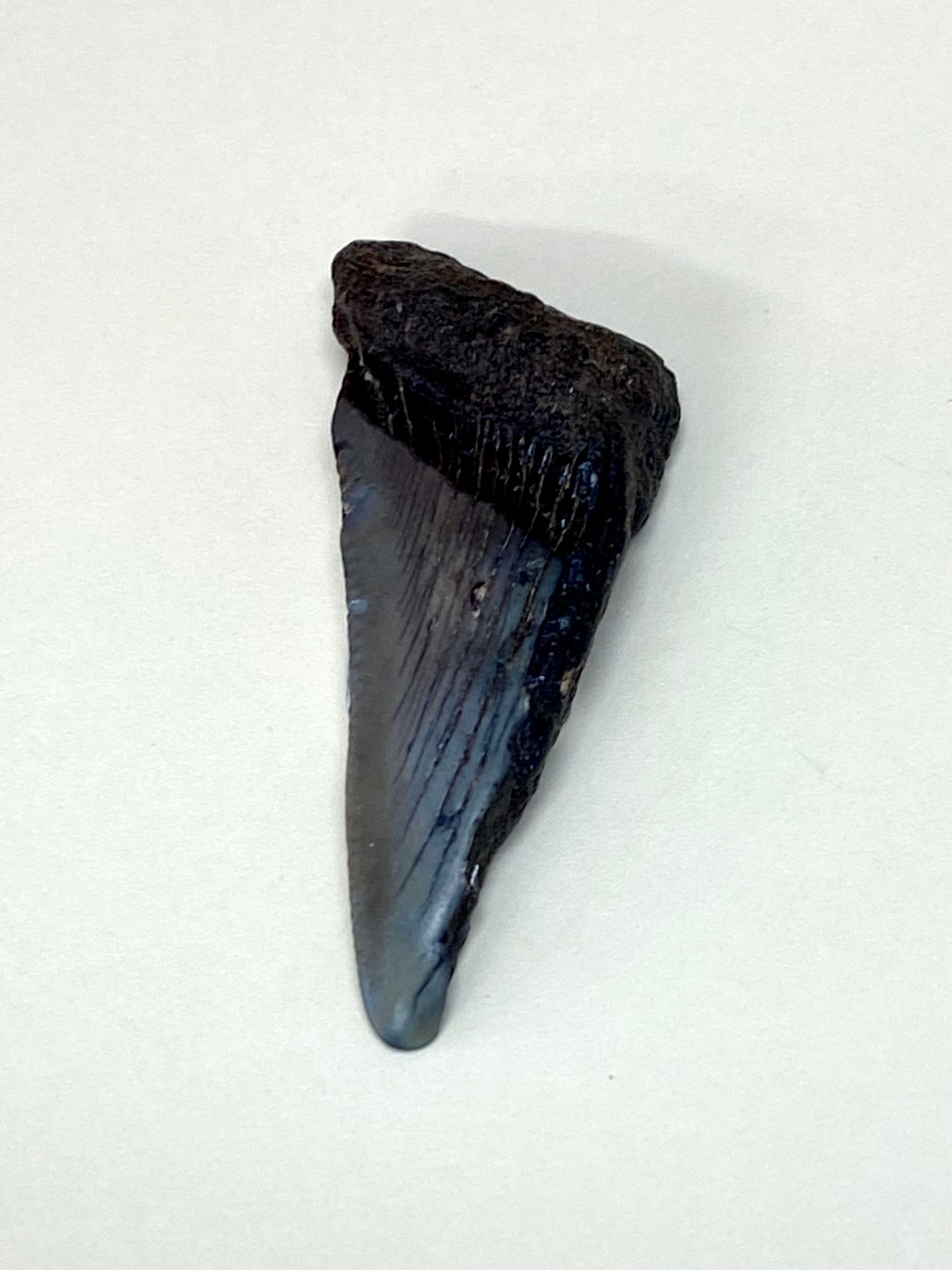 Megalodon Teeth Tumble