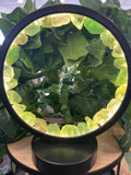 Black circular LED lamp with aventurine portal light, surrounded by trailing green leaves on wooden surface