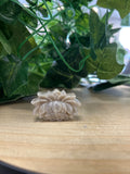 Pale moonstone lotus flower carving on wood, with green potted plant tendrils above