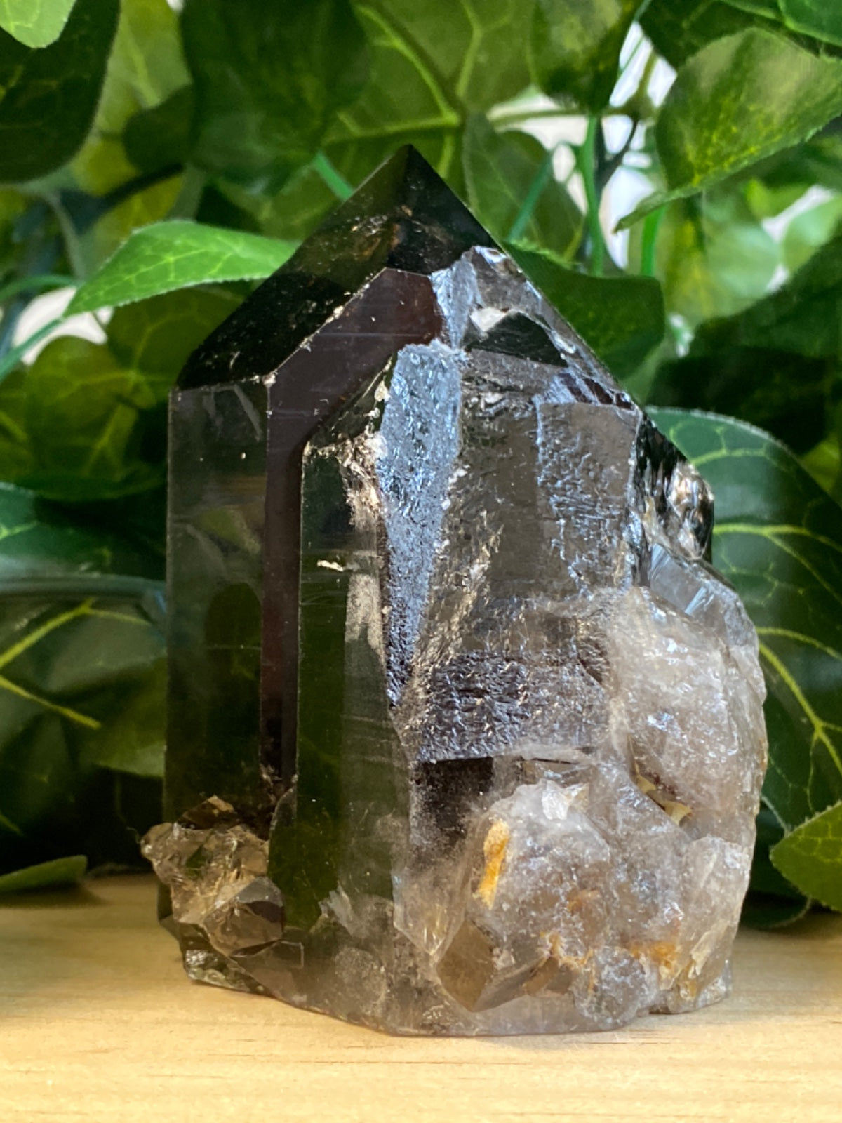 Smoky quartz point with polished base, dark translucent grey-brown, sitting on pale wood surrounded by green foliage