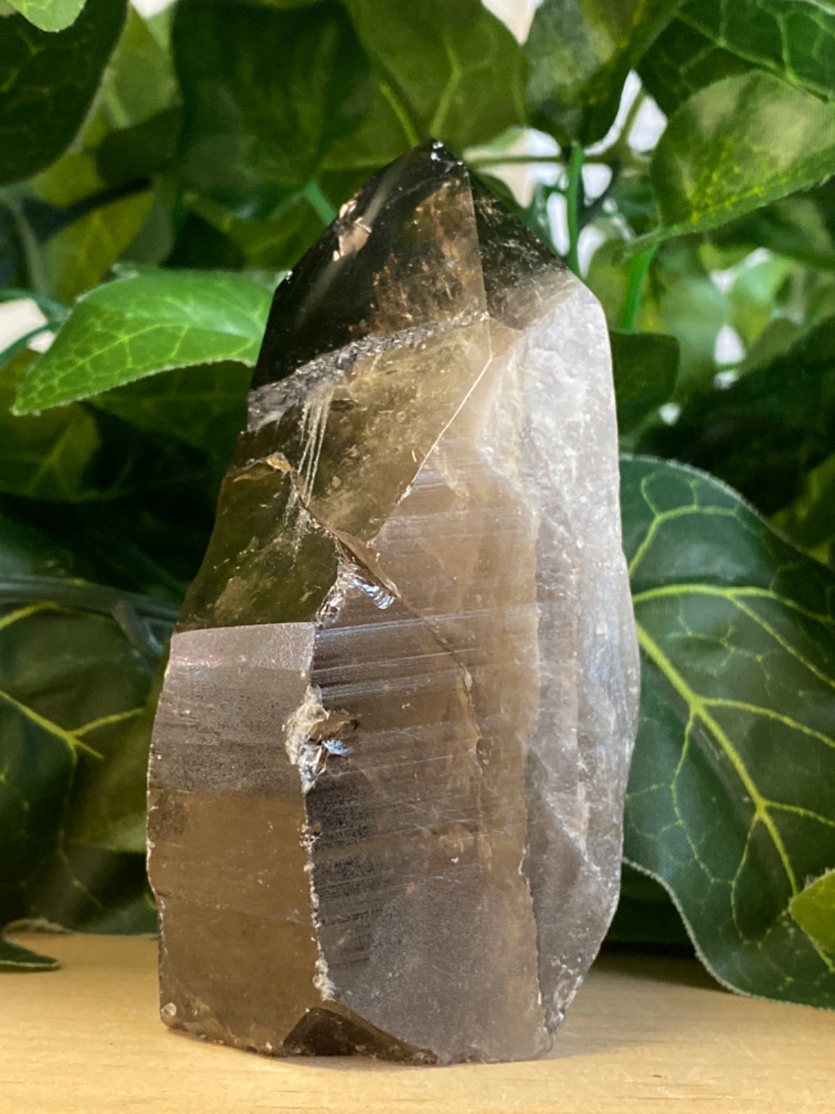 Raw smoky quartz point with flat cut base, dark grey-brown colour, displayed upright among green leaves.
