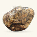 Turritella Agate polished stone, oval shape, tan and cream with fossil spiral patterns