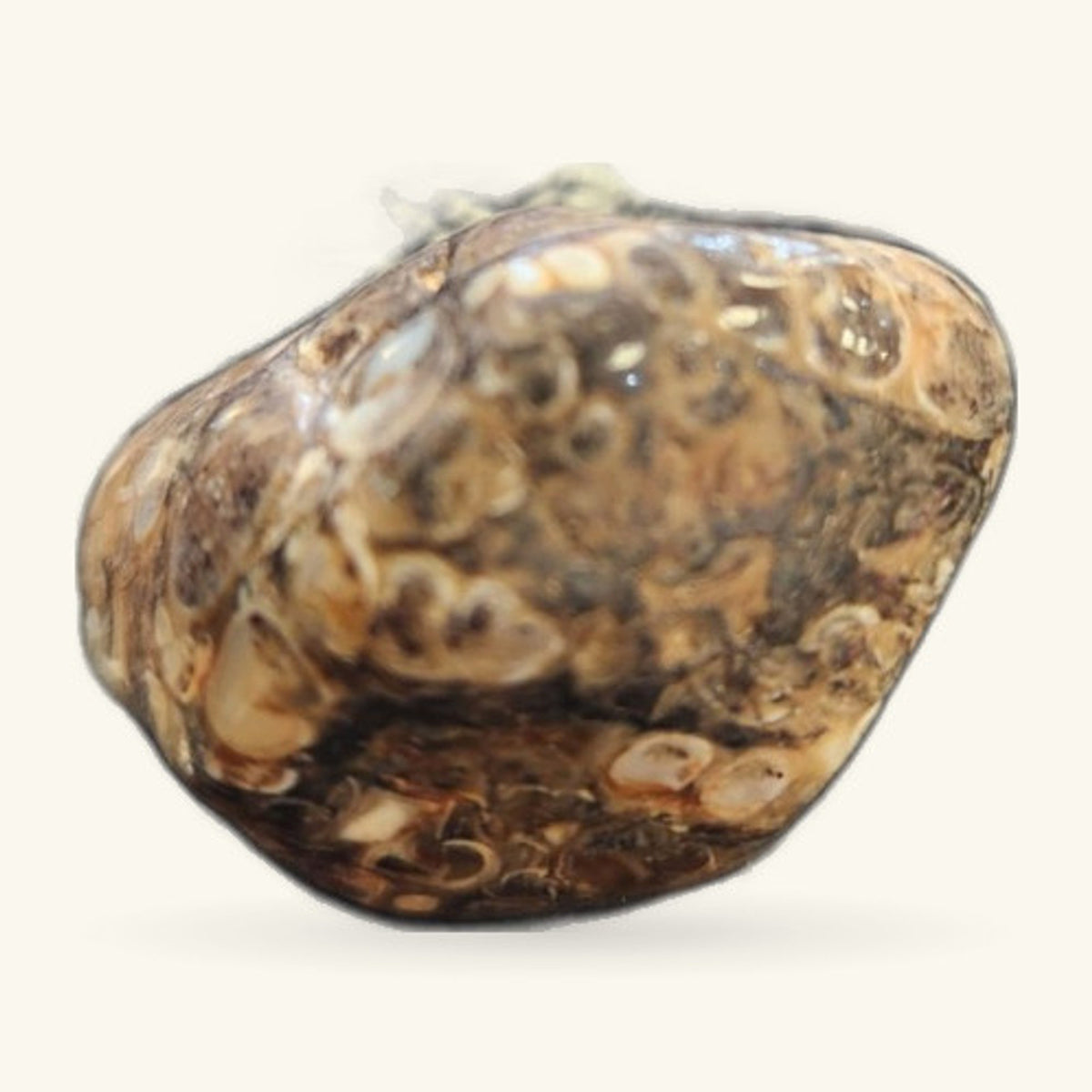 Turritella Agate polished stone, oval shape, tan and cream with fossil spiral patterns
